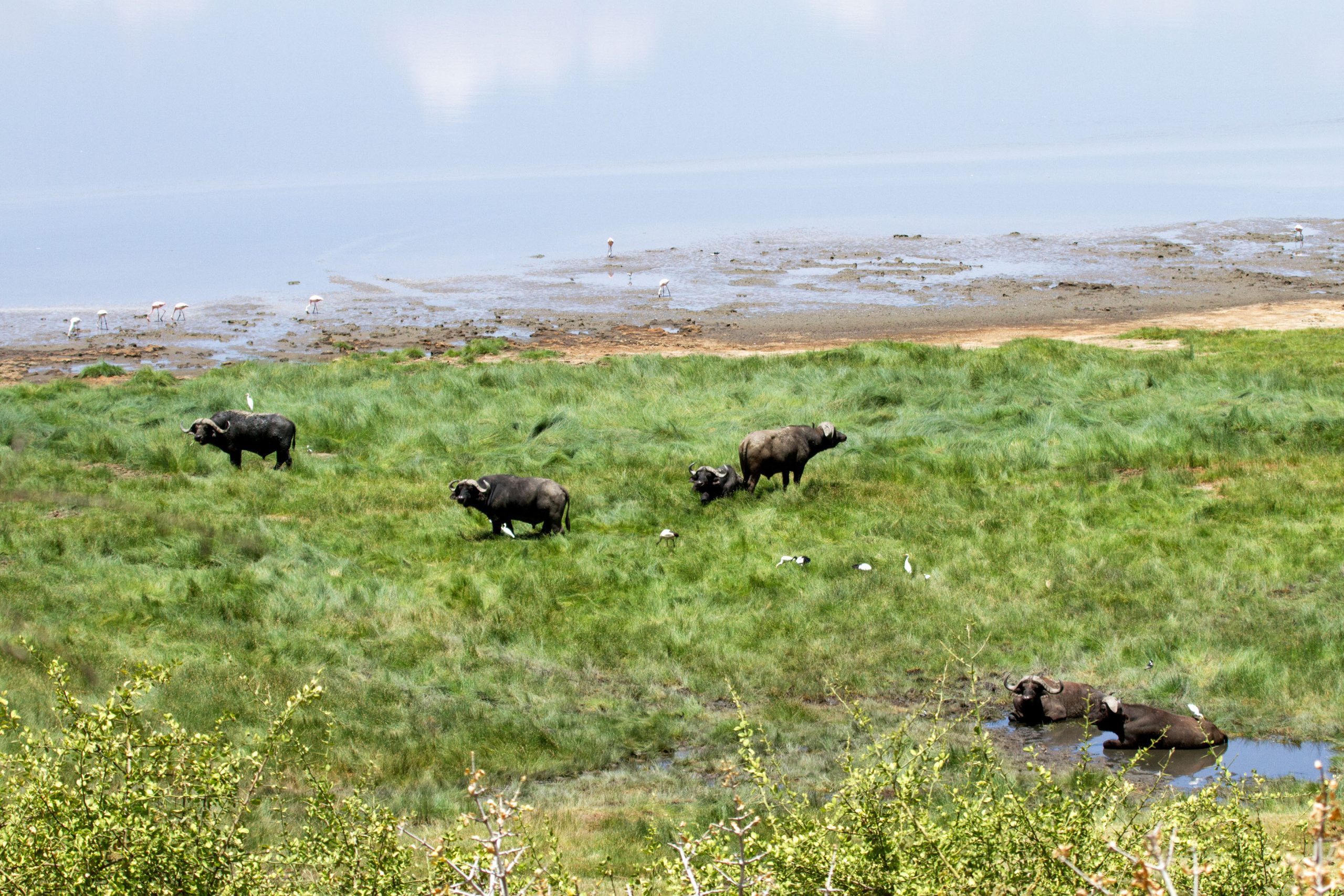 Buffalo spotted near Lake Manyara