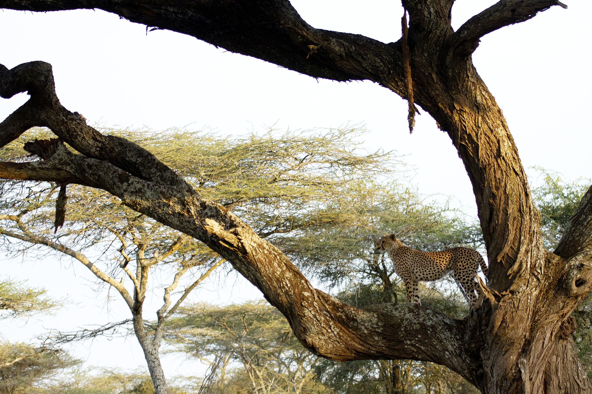 A cheetah looking a far from up a tree
