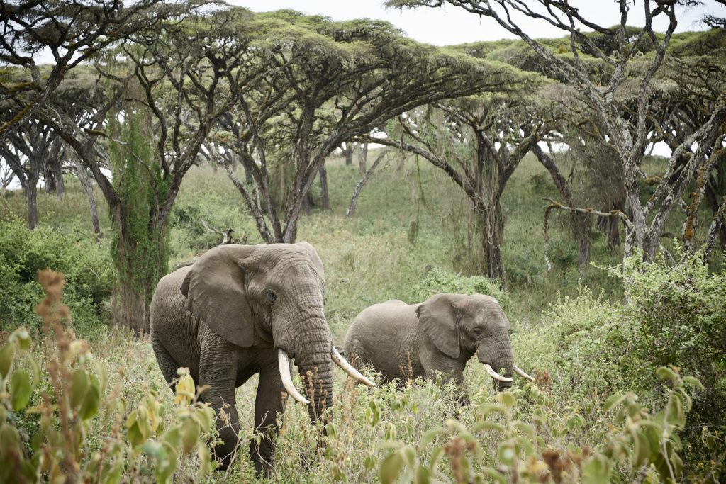 A pair of elephants seen on a game drive in Ngorongoro Crater