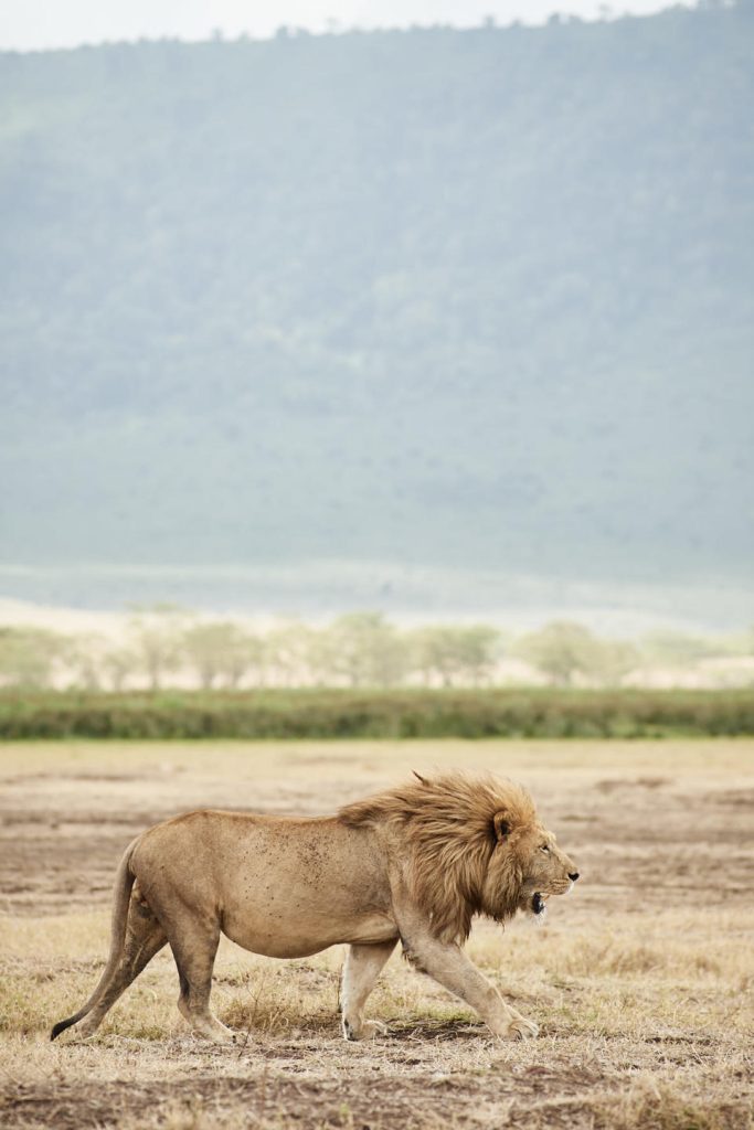 A male lion passing by a game drive safari in Ngorongoro Crater