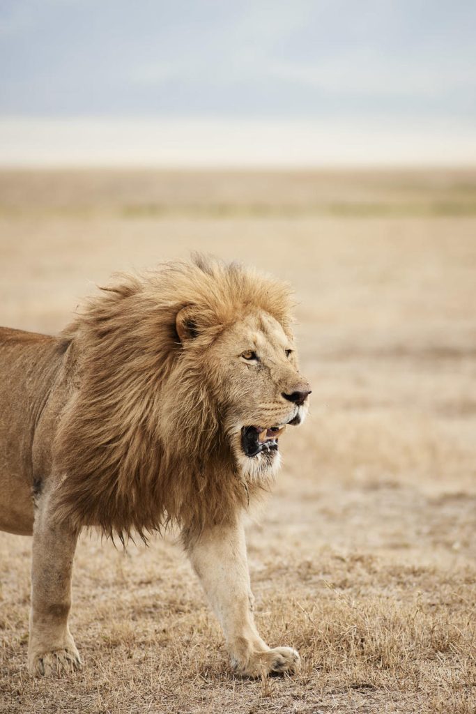 A male lion spotted on a game drive in Ngorongoro Crater