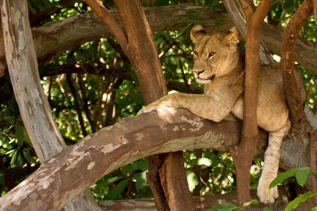 A lion resting on a tree branch at Lake Manyara