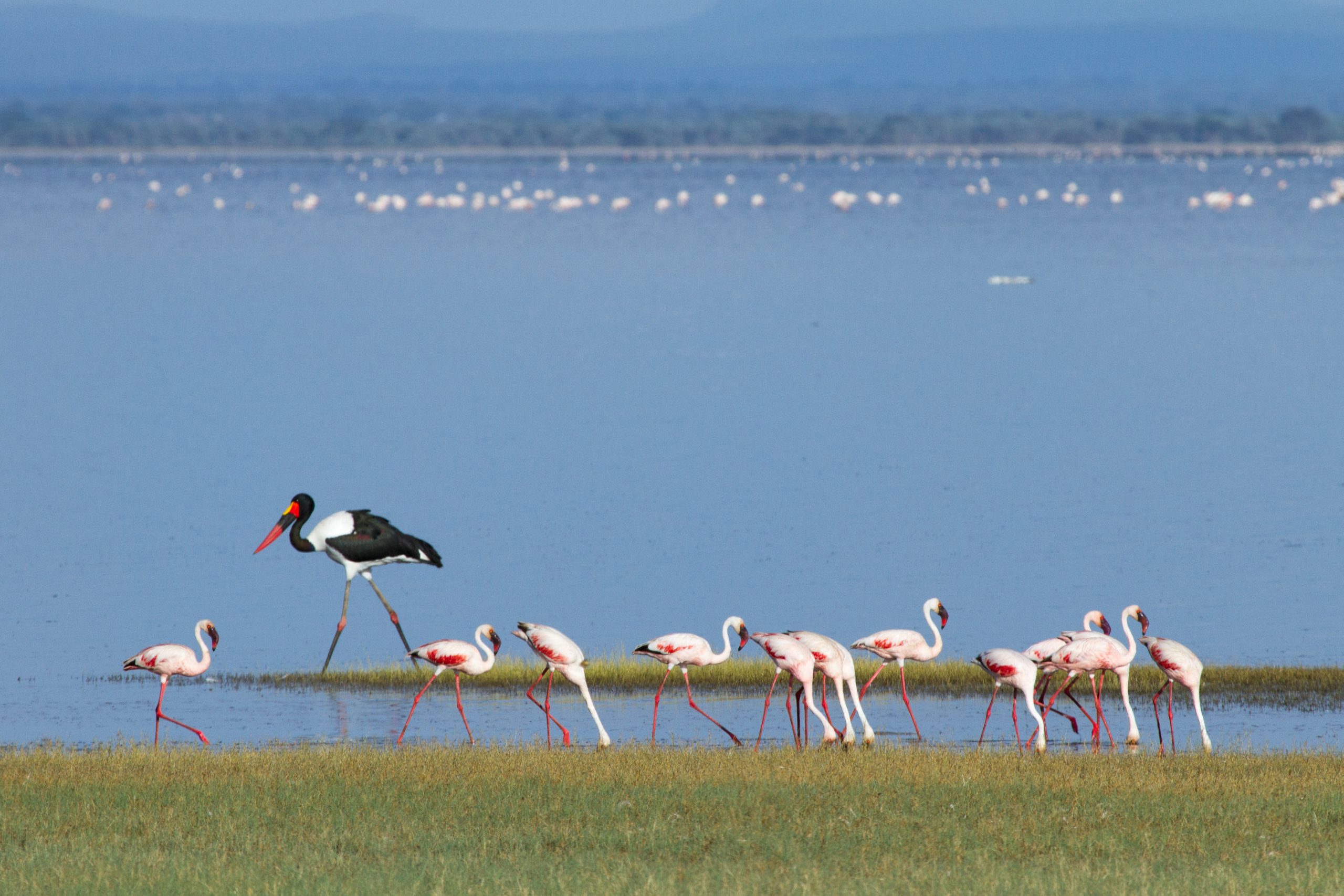 A group of flamingos spotted at Lake Manyara