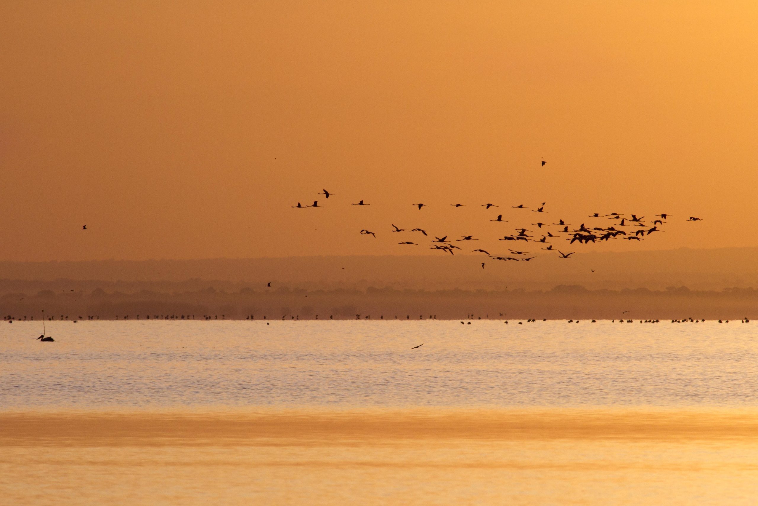 A view of a flock of birds flying over Lake Manyara at sunrise