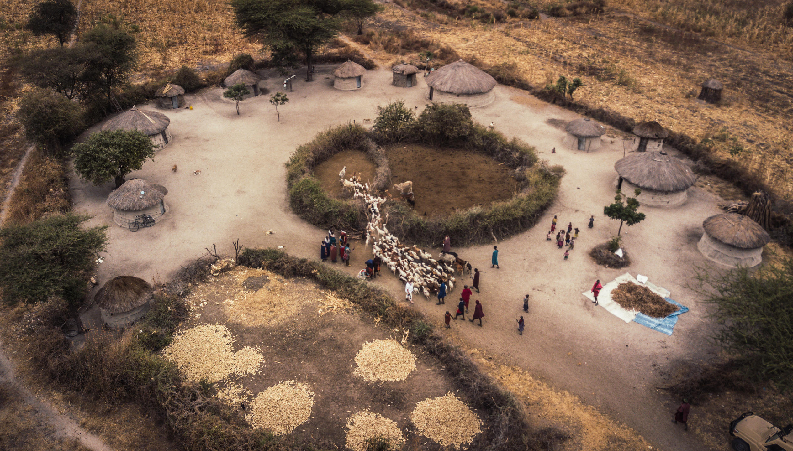 An overview of a Maasa Mari village herding livestock into a pen