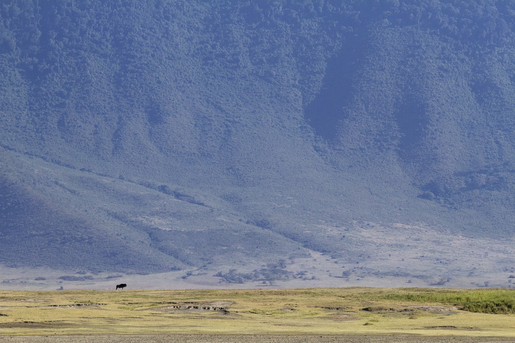 A lone wildebeest standing on the plains of Ngorongoro Crater set against the crater walls