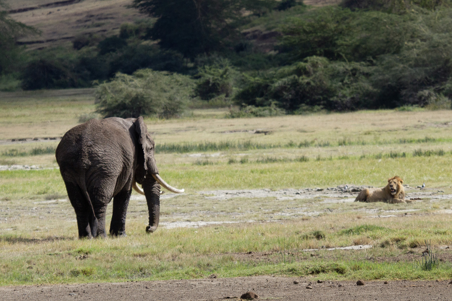 Elephant bull and lion in the Ngorongoro Crater, Tanzania. 