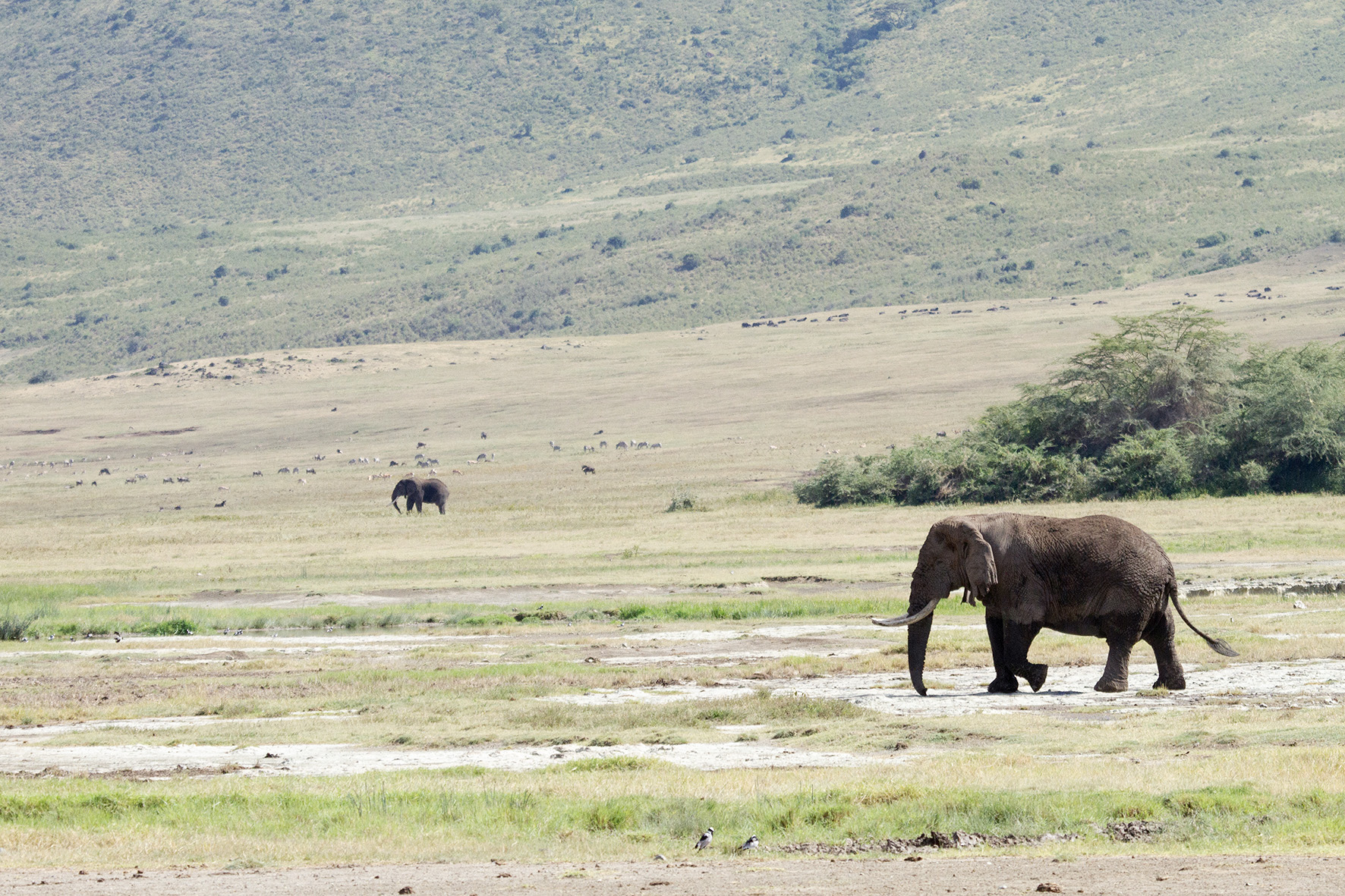 A pair of elephants roaming the plains of Ngorongoro Crater