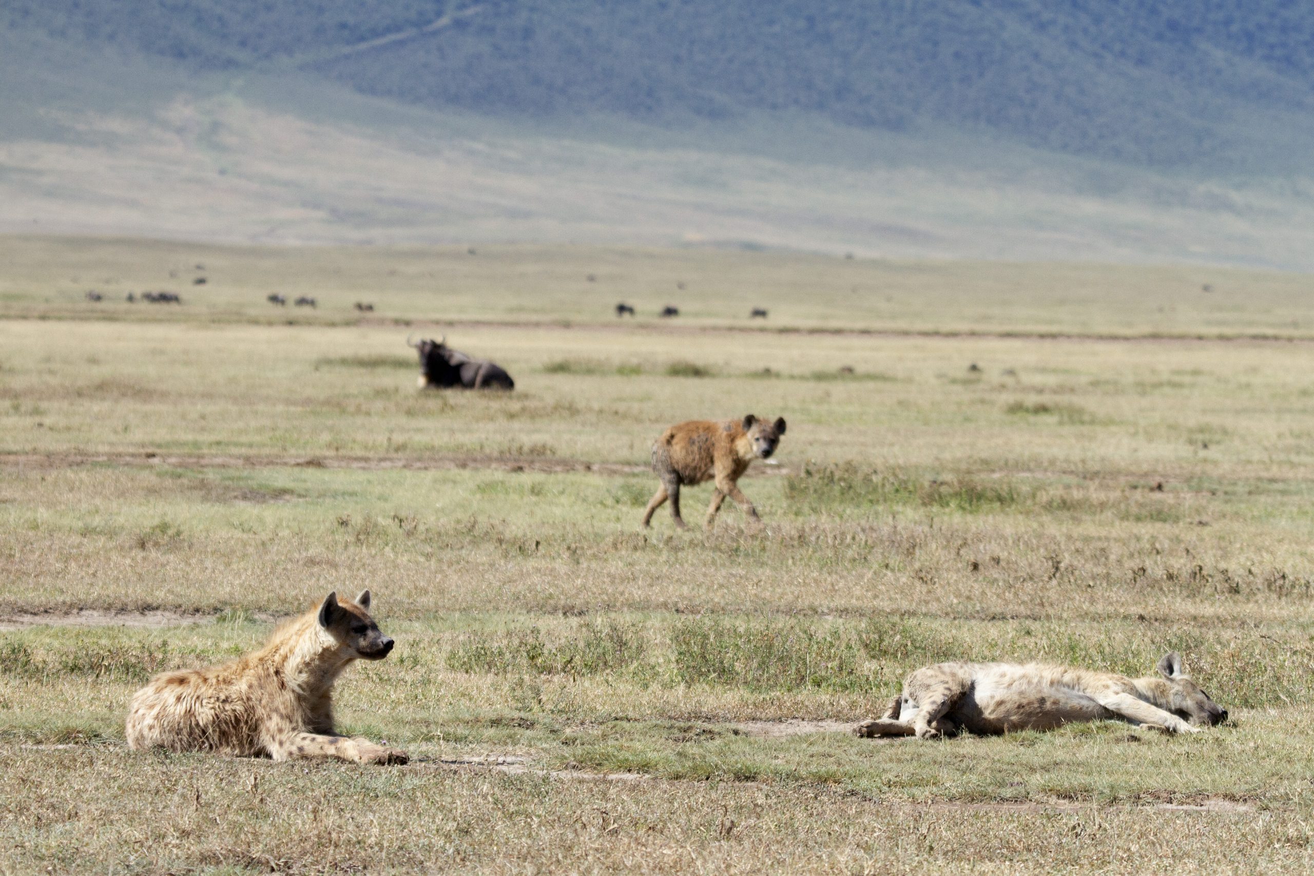 A trio of hyenas laying about on the plains of Ngorongoro Crater with a wildebeest resting in the backgound