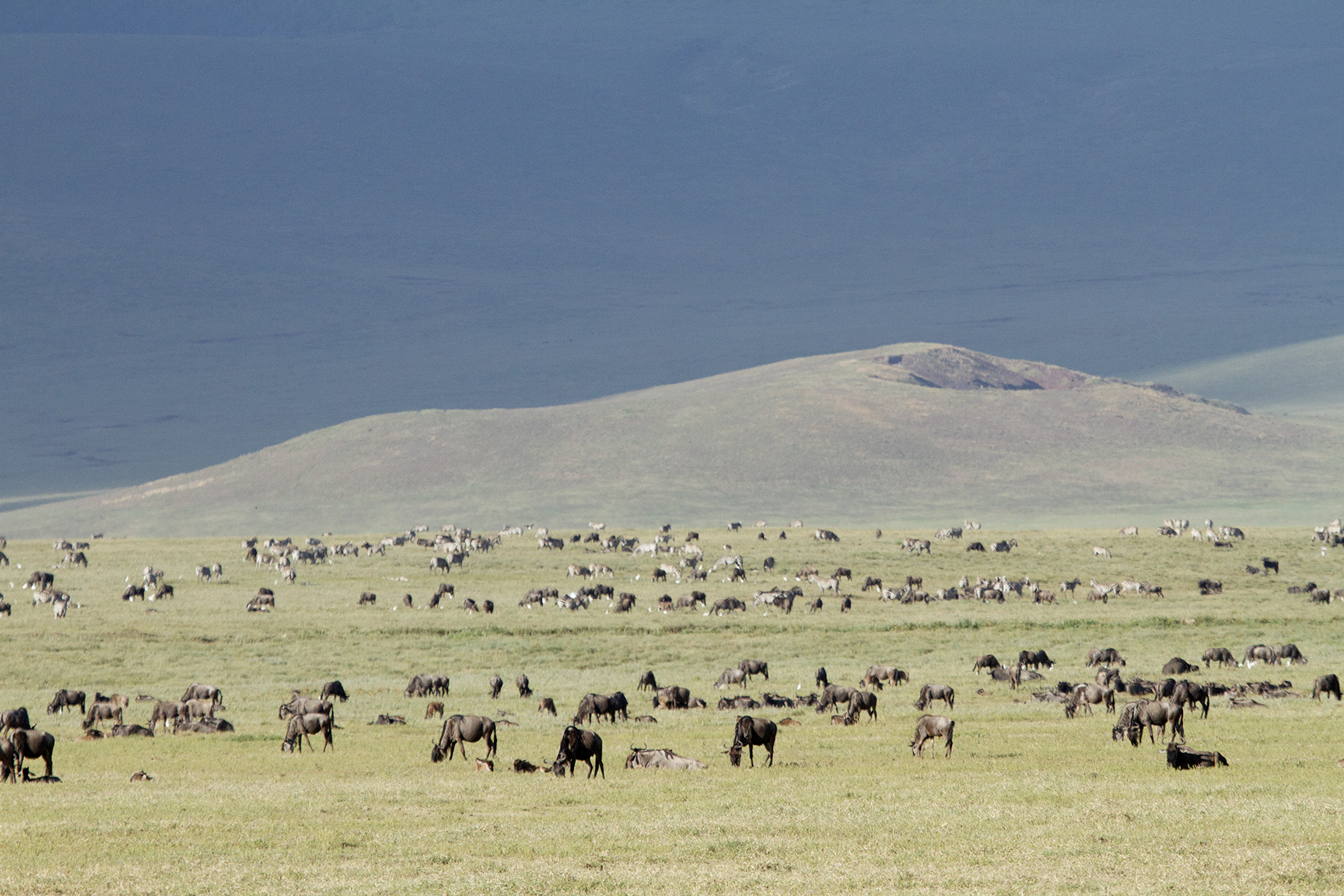 A part of a wildebeest herd grazing on the plains in the Ngorongoro Crater