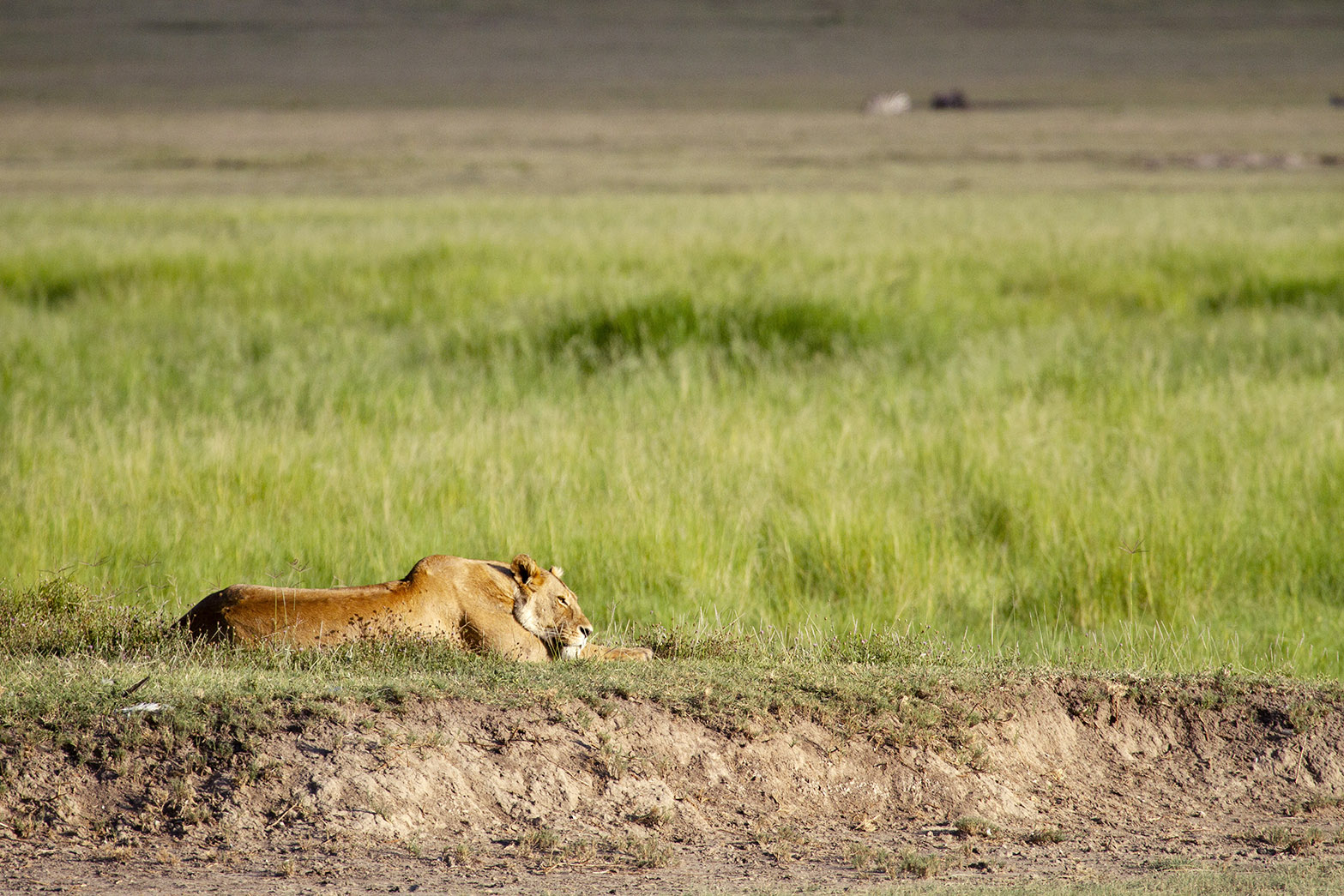 A lioness relaxing in the grass of Ngorongoro Crater