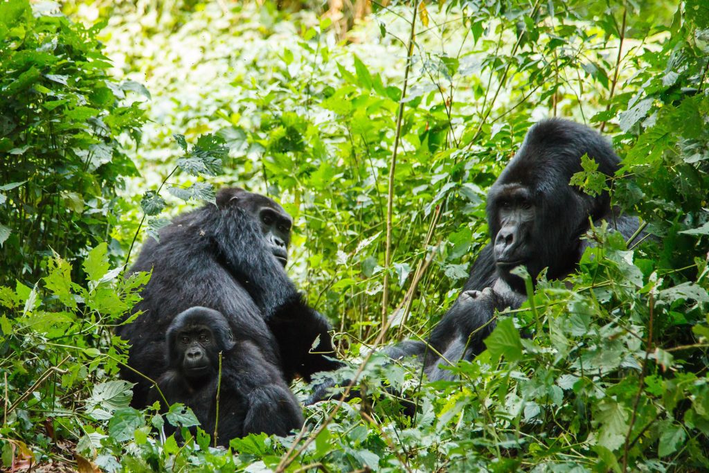 A family of gorillas sitting in the bush on one of the safari walks available at the Singita Kwitonda lodge