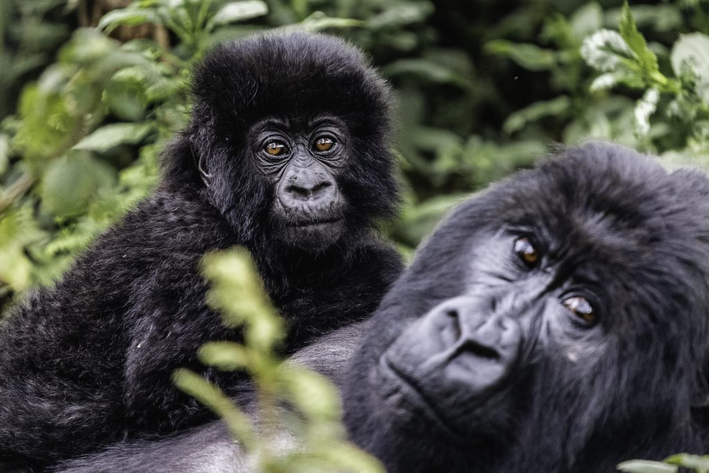 A pair of gorillas seen while on a safari hike at Wilderness Sabyinyo, Rwanda