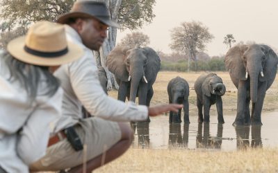 Wilderness Linkwasha, guided nature walks, Hwange National Park, Zimbabwe.