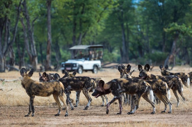 Wild dogs at Wilderness Ruckomechi, Mana Pools, Zimbabwe.