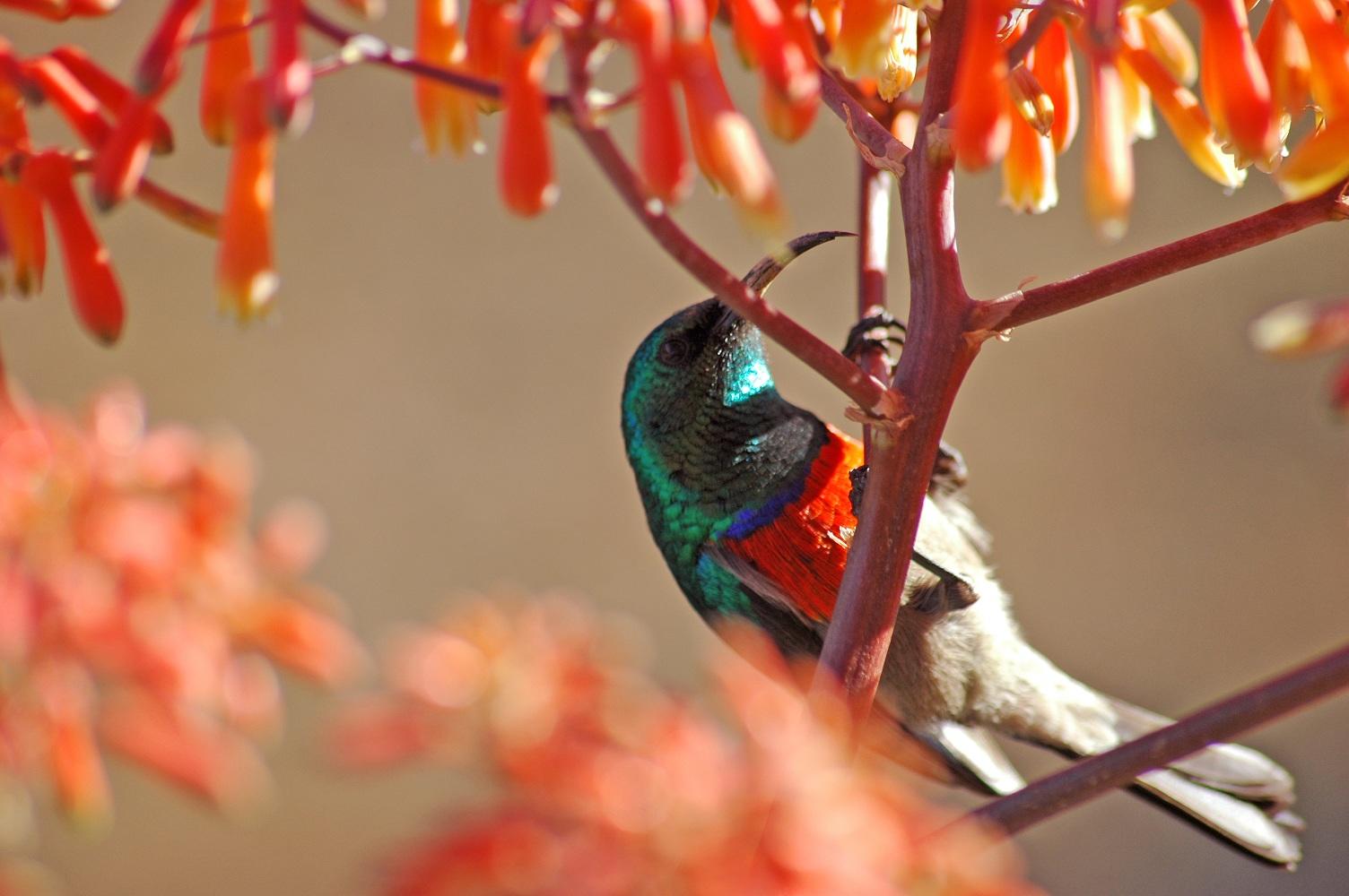 a colorful bird perched on a branch betweem colorful flowers
