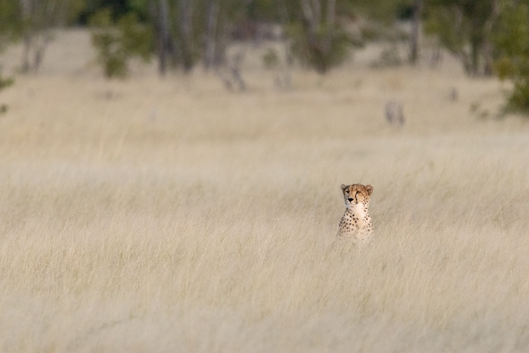 a cheetah poking its head above the high grass on the plains of Africa