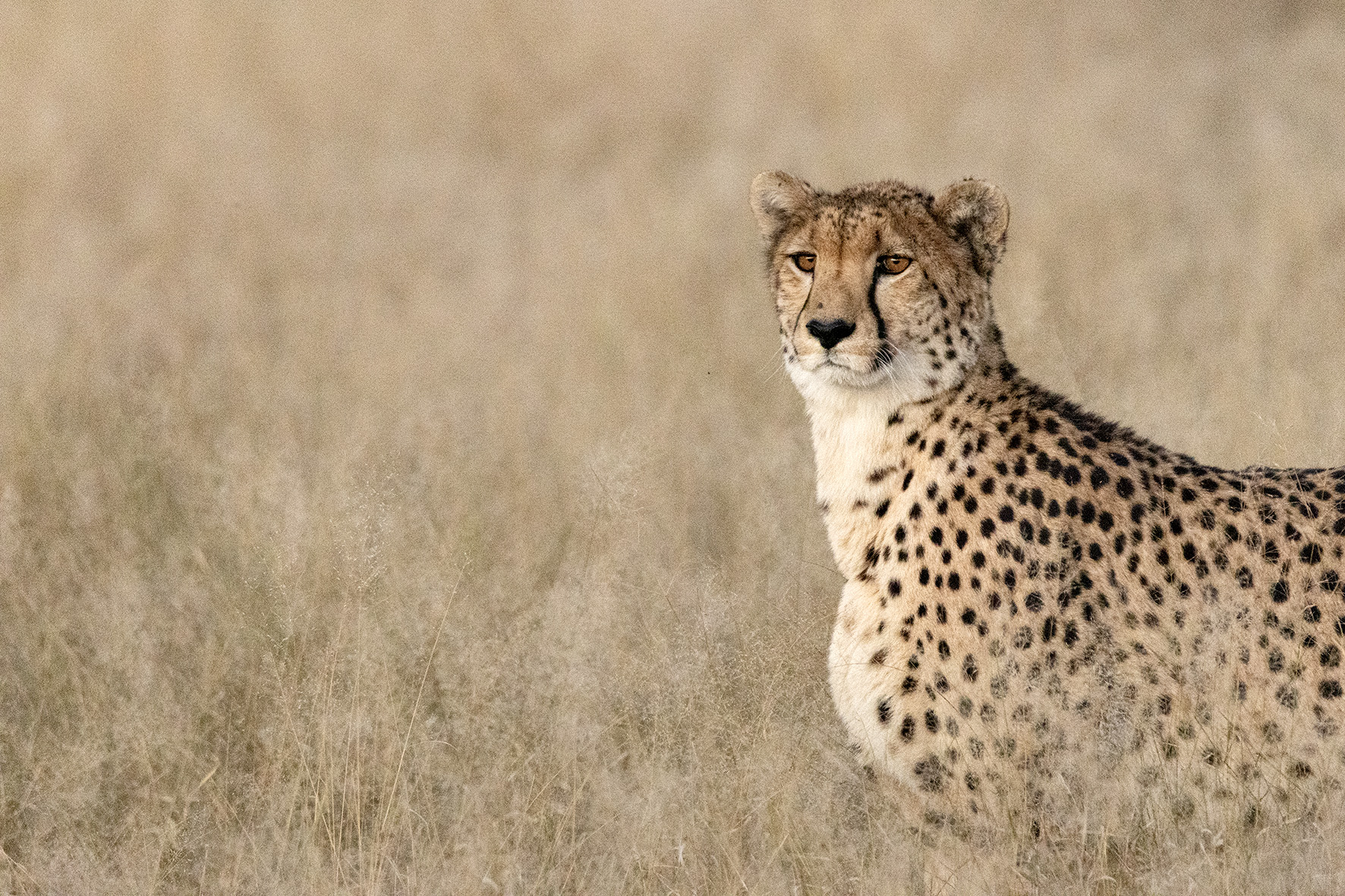 A cheetah spotted during an afternoon game drive in Africa