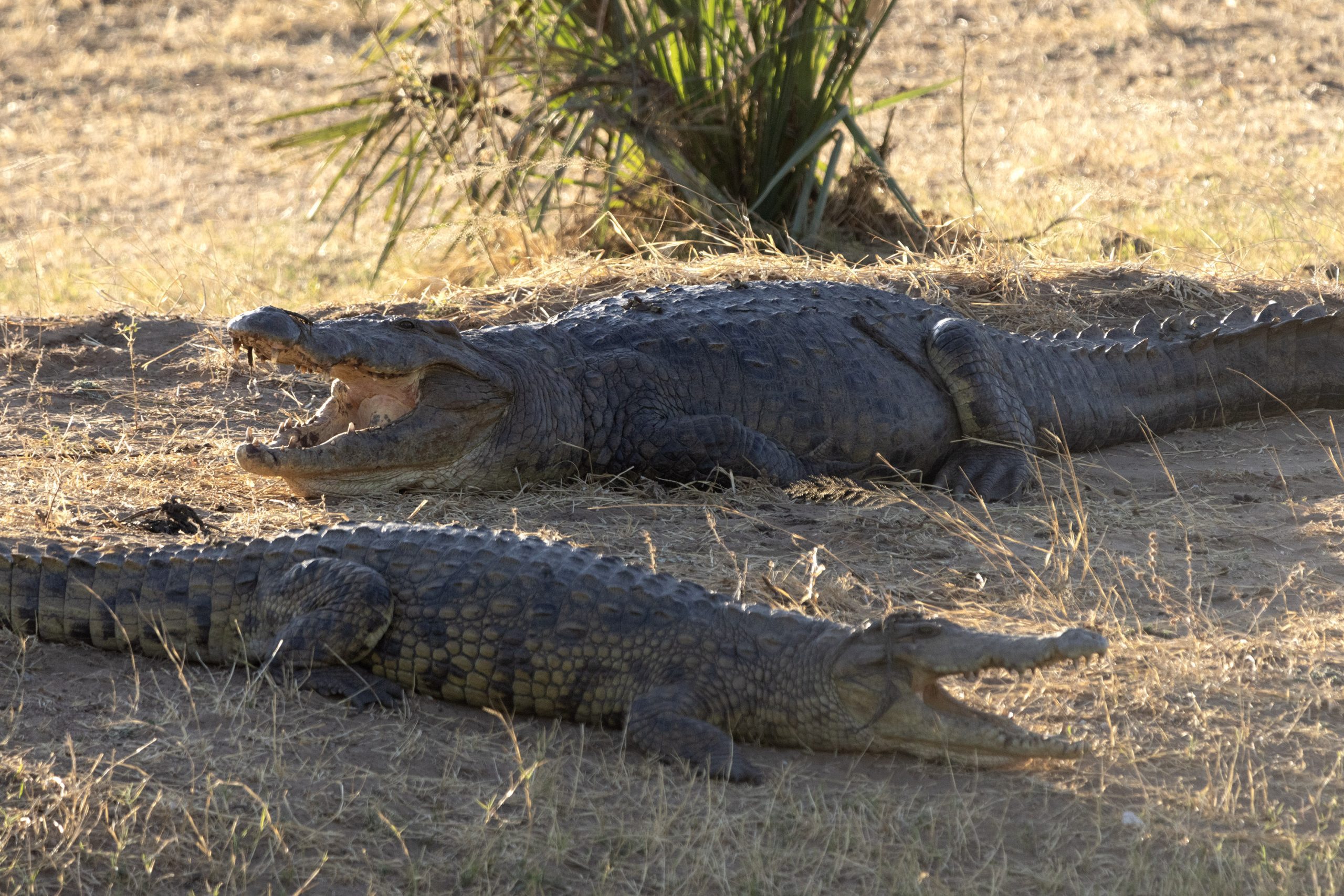 Basking Nile crocodiles, Mana Pools, Zimbabwe.