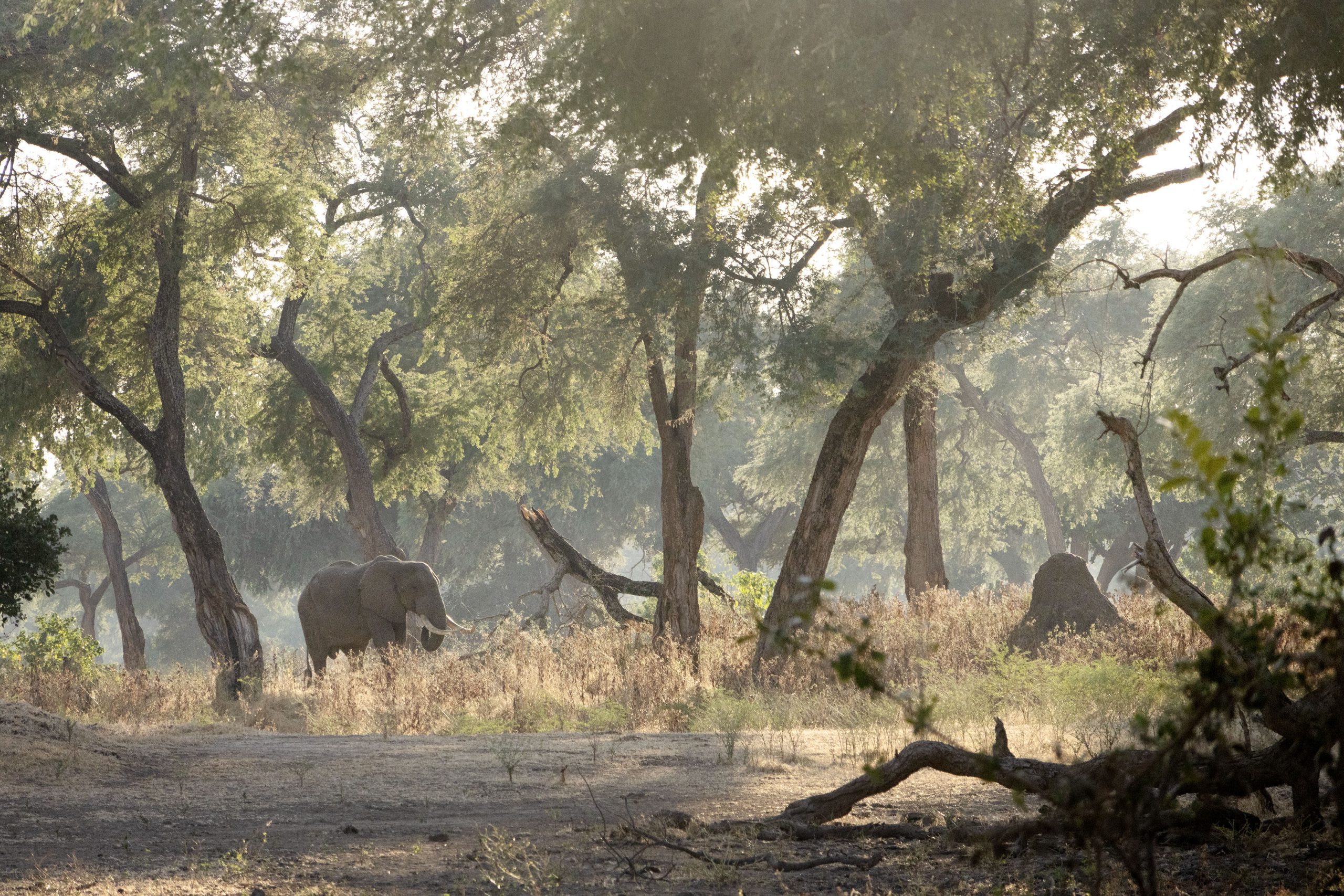 Elephant bull during walking safaris, Mana Pools, Zimbabwe.