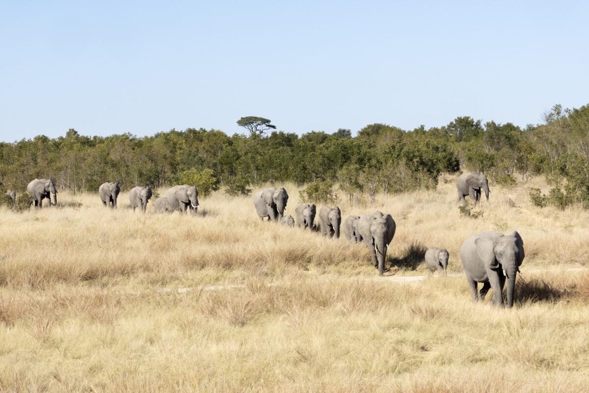 Hwangw, elephants, Zimbabawe, Luzury Safari