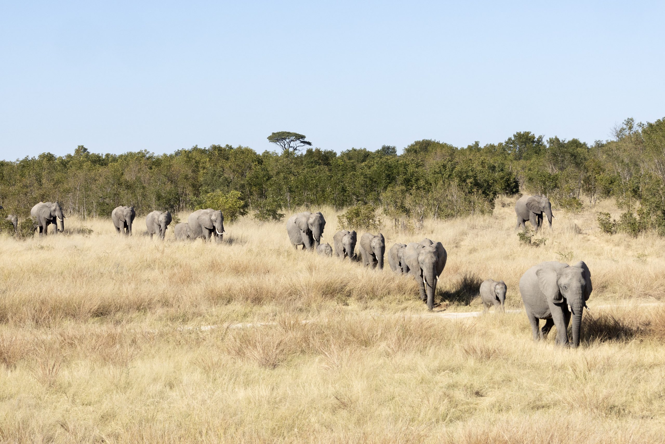 Elephant herd approaching a waterhole in Hwange National Park, Zimbabwe