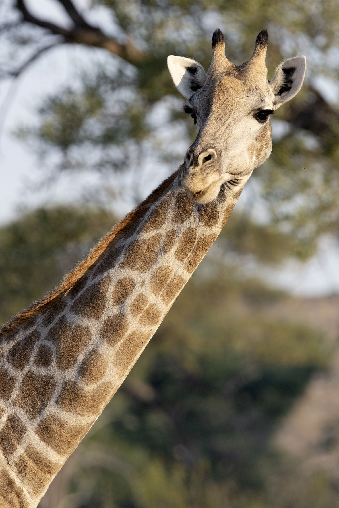 Giraffe at Matetsi Private Game Reserve, Victoria Falls, Zimbabwe
