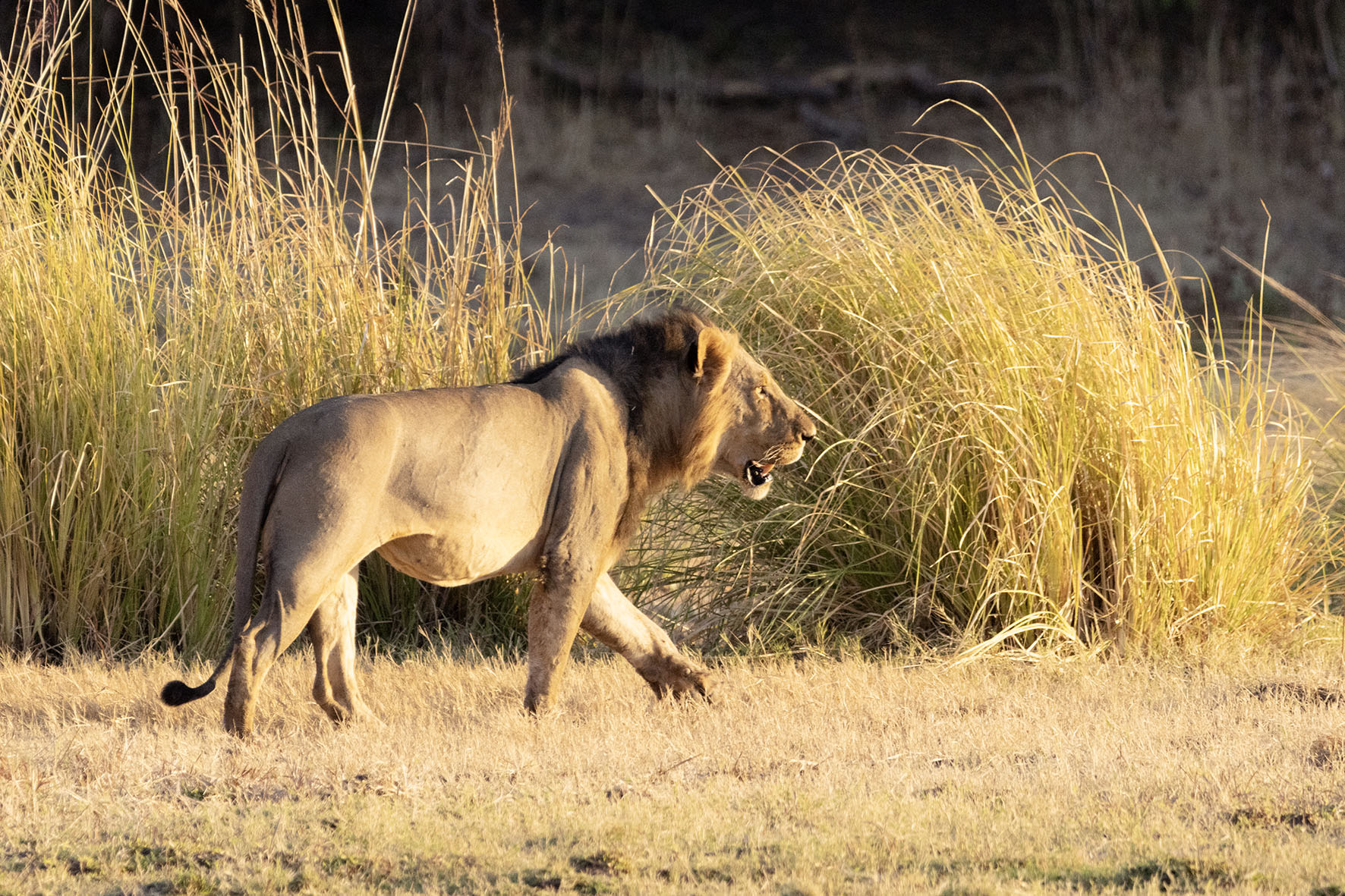 A male lion spotted roaming near the Mana Pools