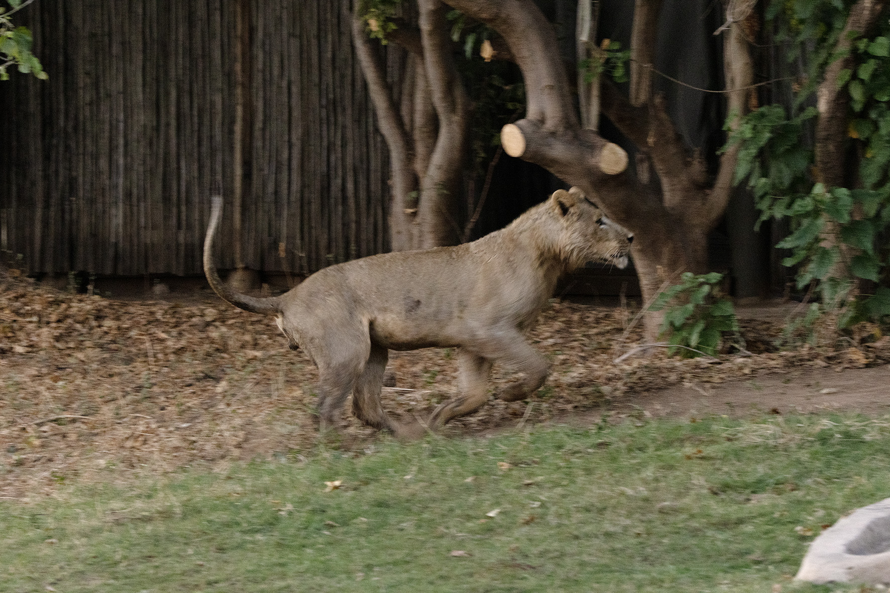 Lion running through camp at Ruckomechi, Mana Pools, Zimbabwe