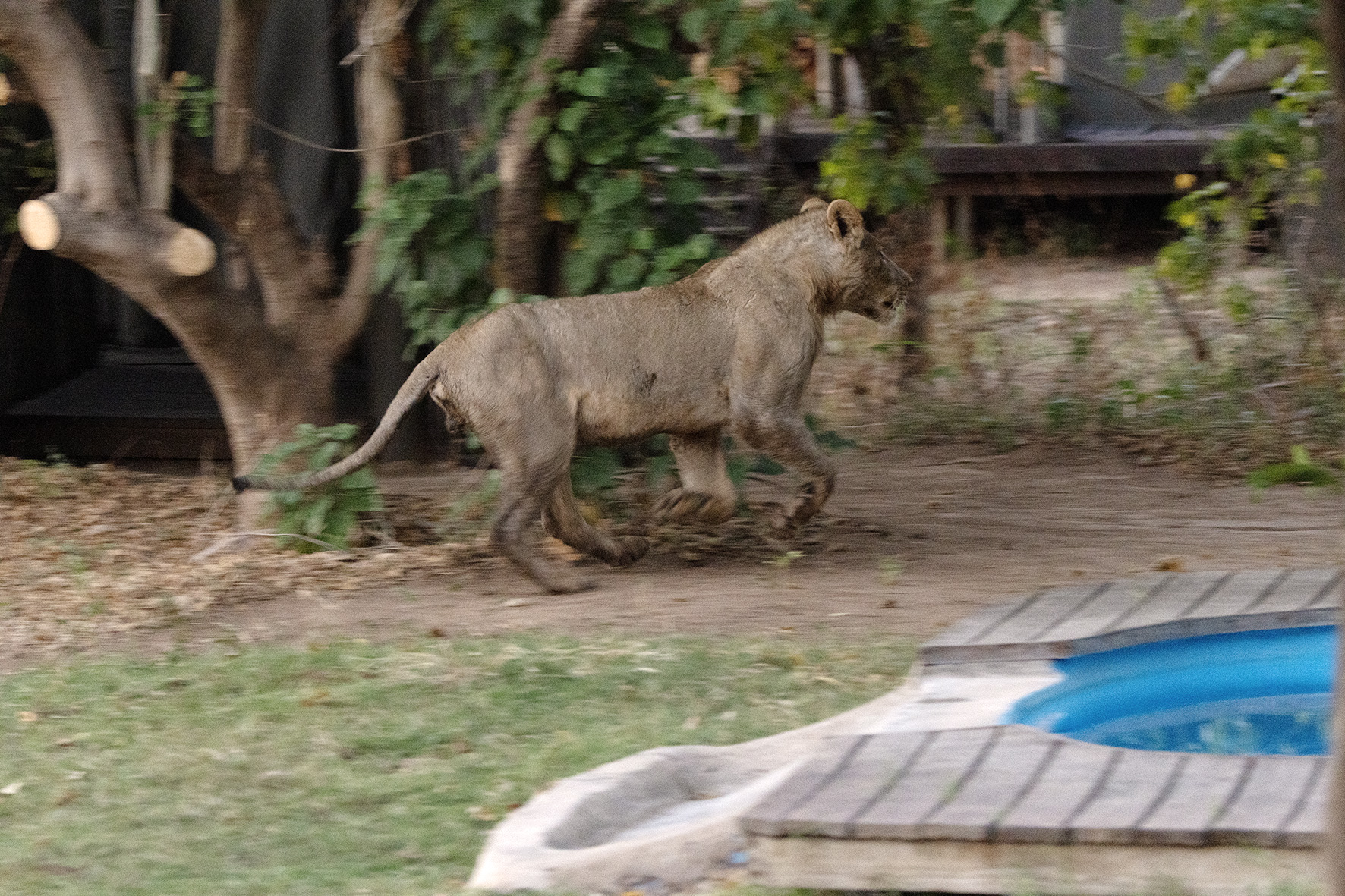 Lion running through camp at Ruckomechi, Mana Pools, Zimbabwe