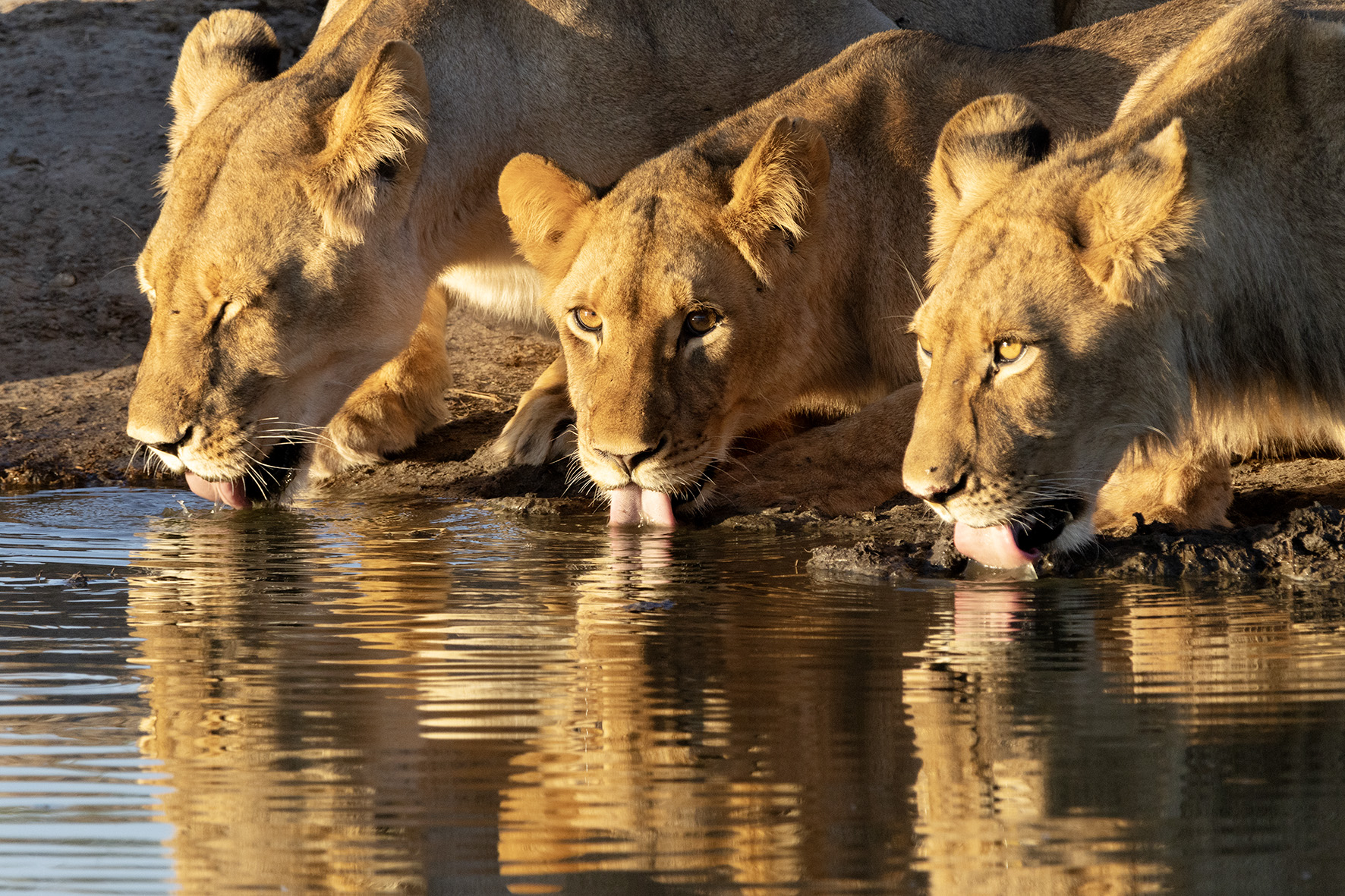 Lions drinking at a waterhole, Hwange National Park, Zimbabwe.