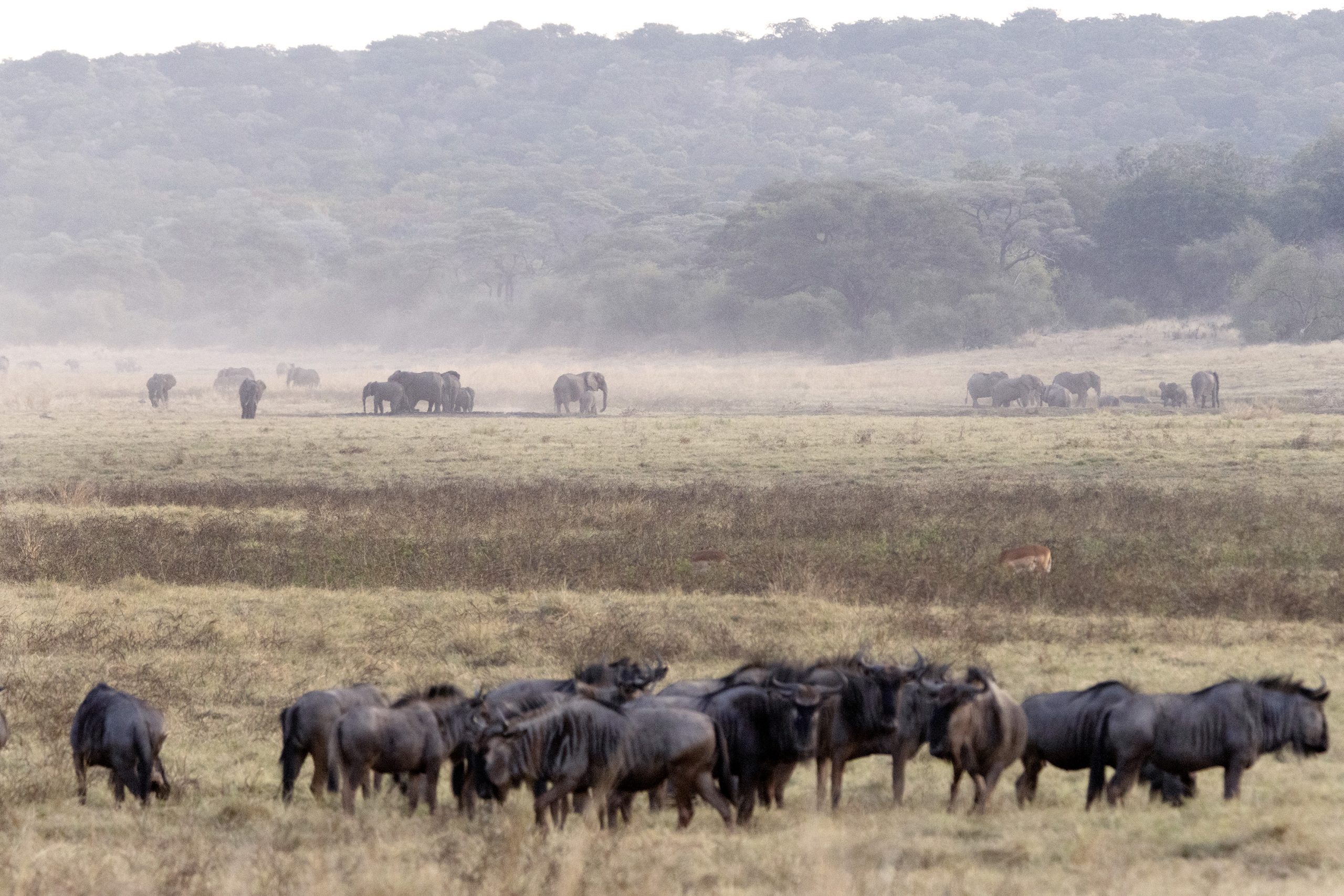 Part of a herd of wildebeest in the Matetsi Private Game Reserve