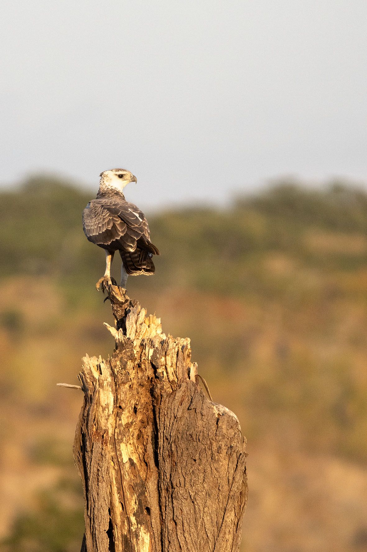 Juvenile Martial eagle, Matetsi Private Game Reserve, Zimbabwe