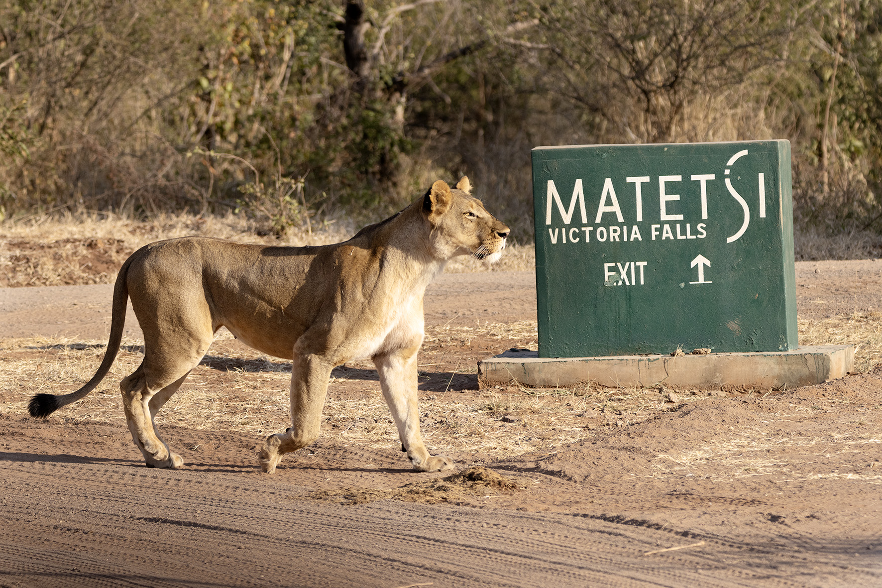 A lion passing in front of a sign in the Matetsi Private Game Reserve