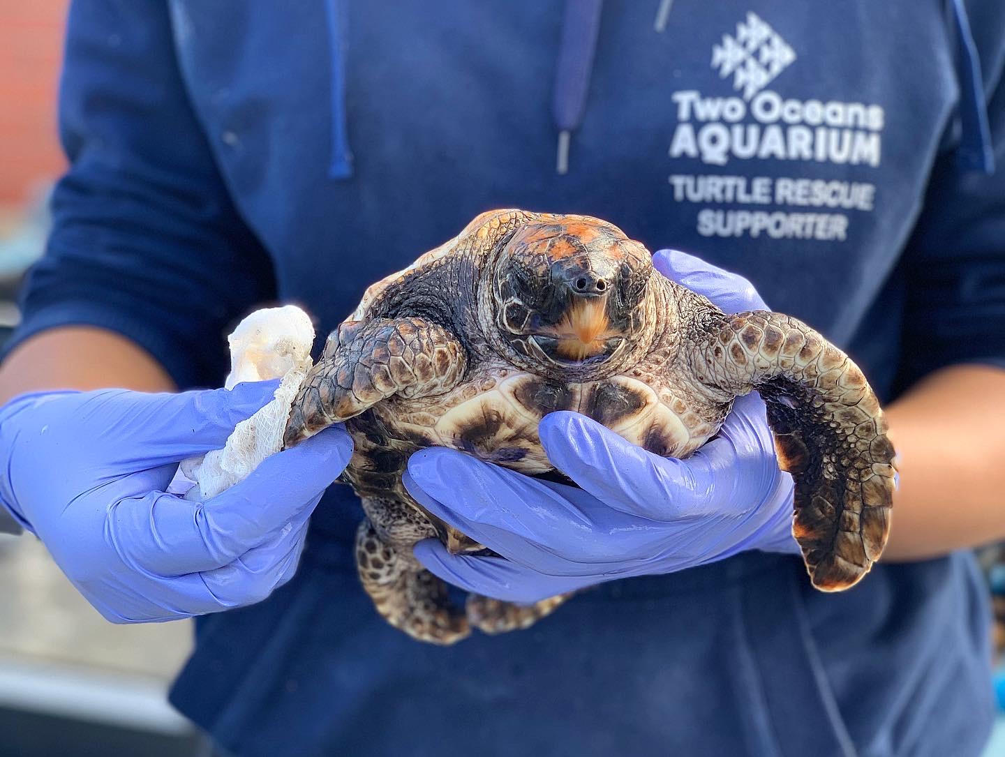 A sea turtle being cleaned by a volunteer at the Two Oceans Aquarium