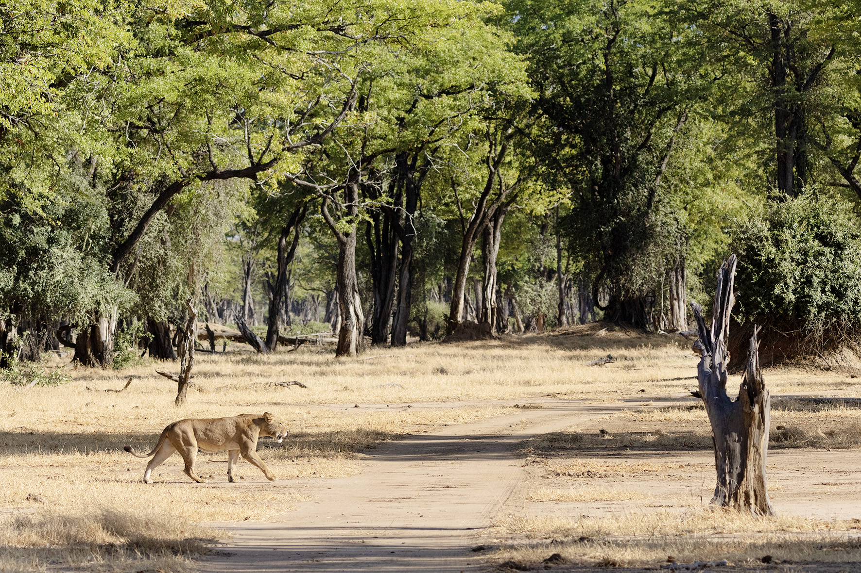 A lone lion crossing a dirt road of Ruckomechi