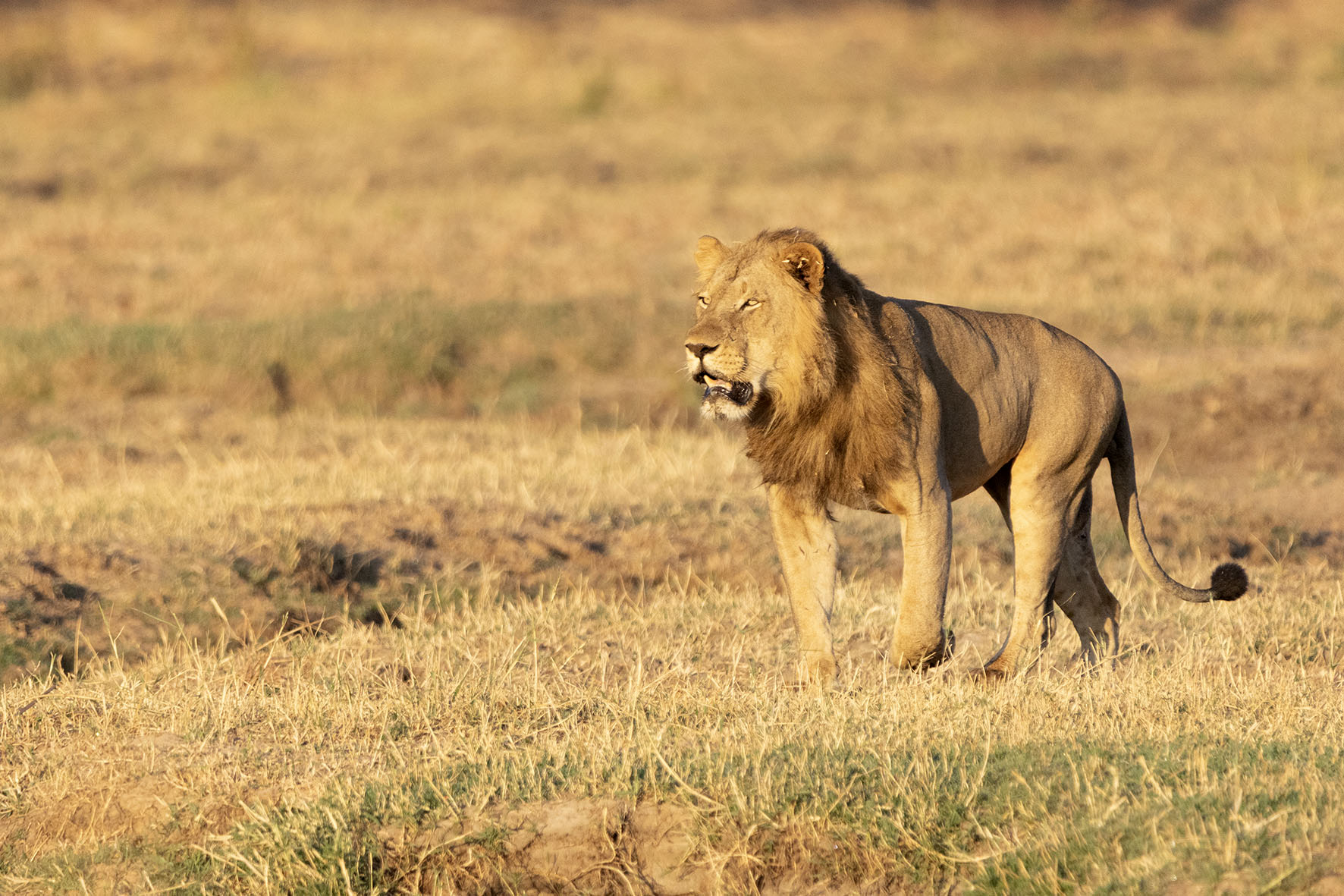 A male lion basking in the sun spotted while visiting Ruckomechi