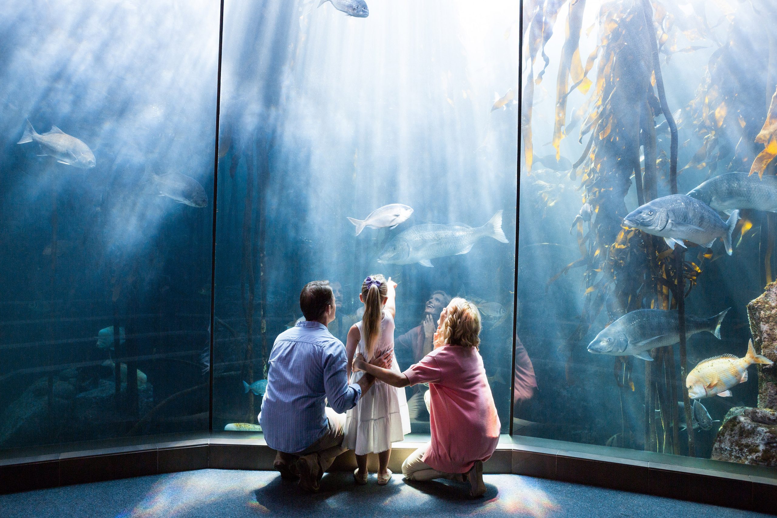 A family viewing fish at the Two Oceans Aquarium