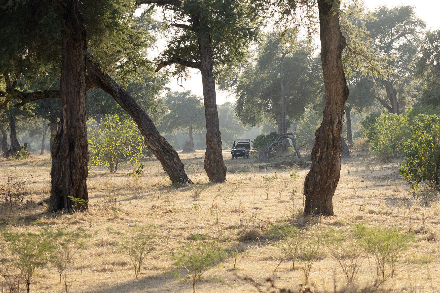 a safari game drive truck parked among the brush