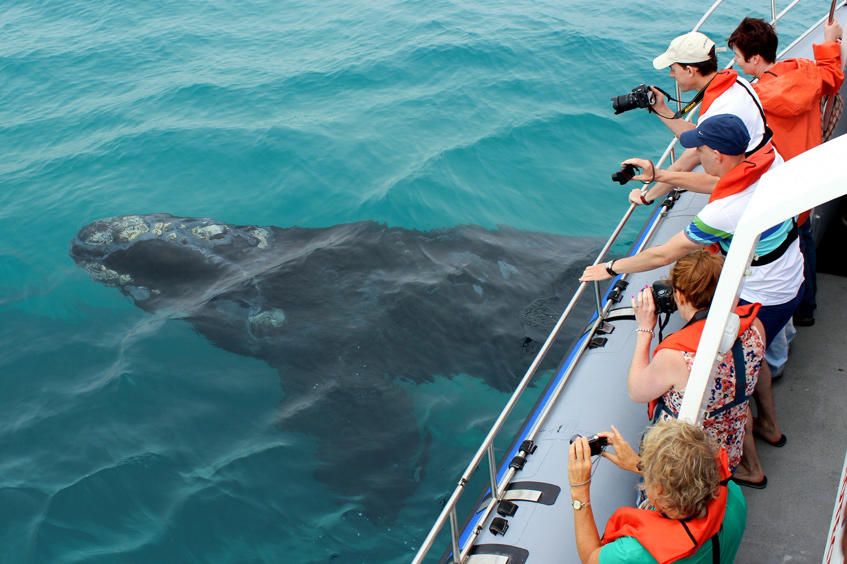 A group of passengers watching a whale pass below their boat while on a whale watching tour.
