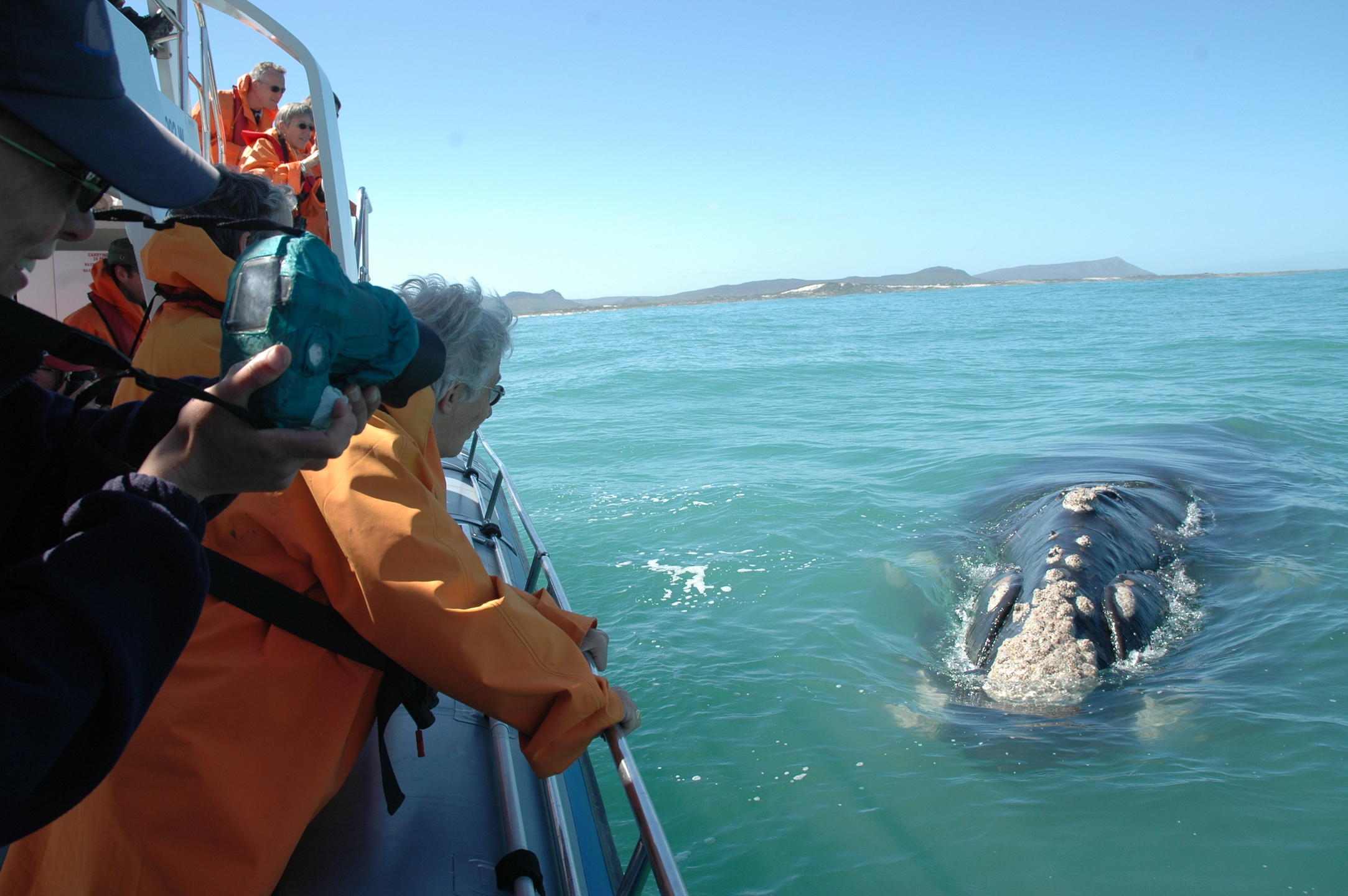 A person reaching out to a whale passing close to a tour boat
