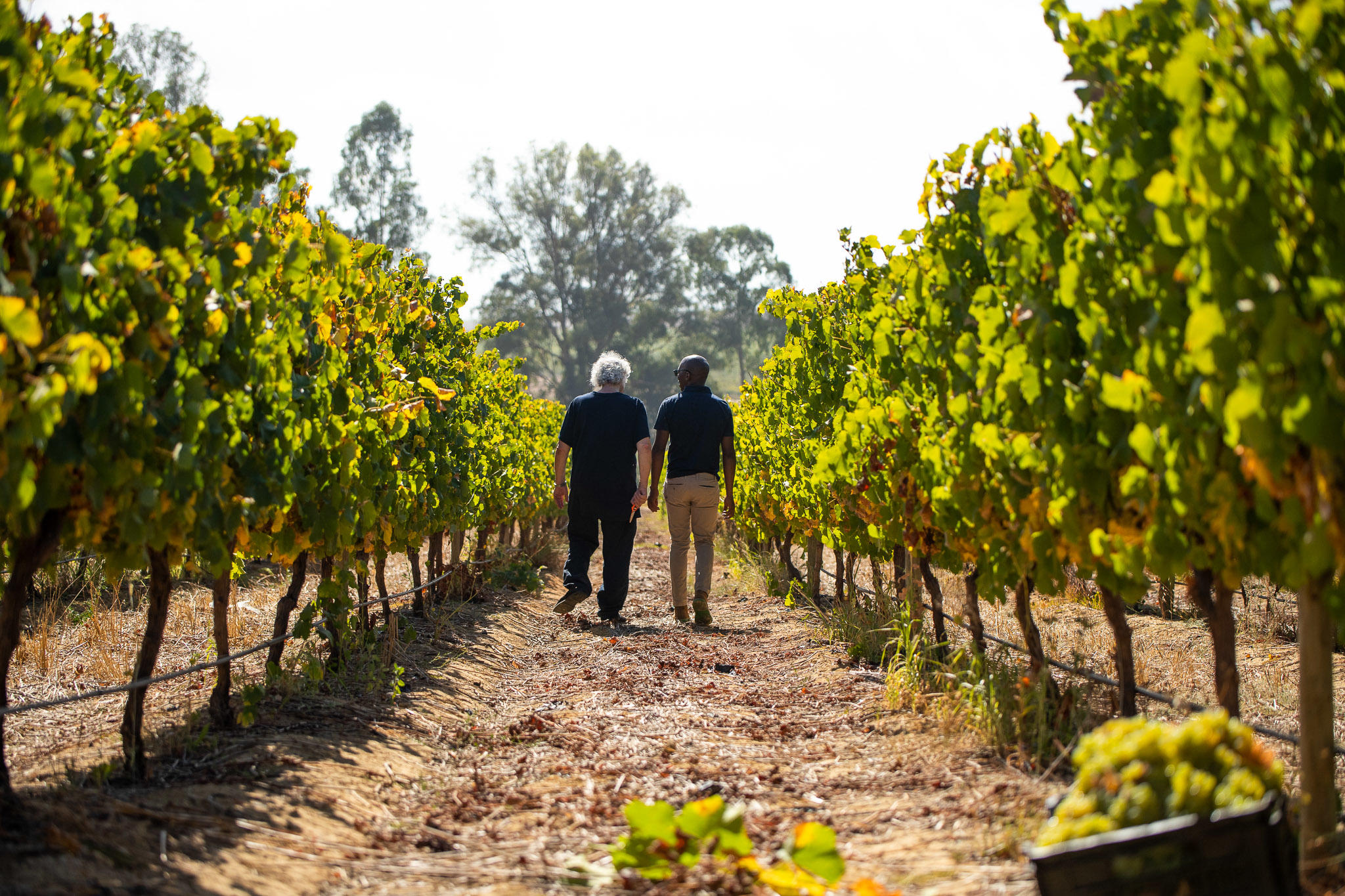Two people walking through a vineyard