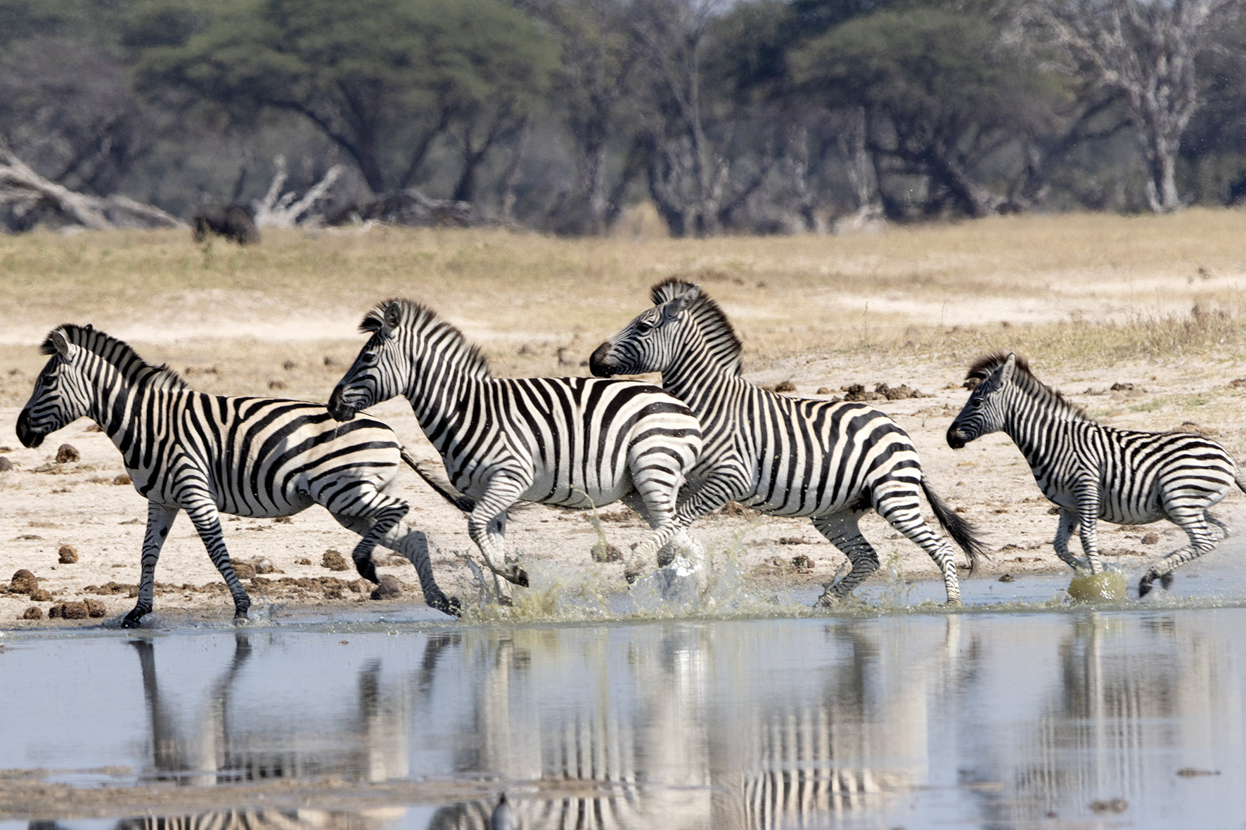 Zebra at Hwange National Park, Zimbabwe