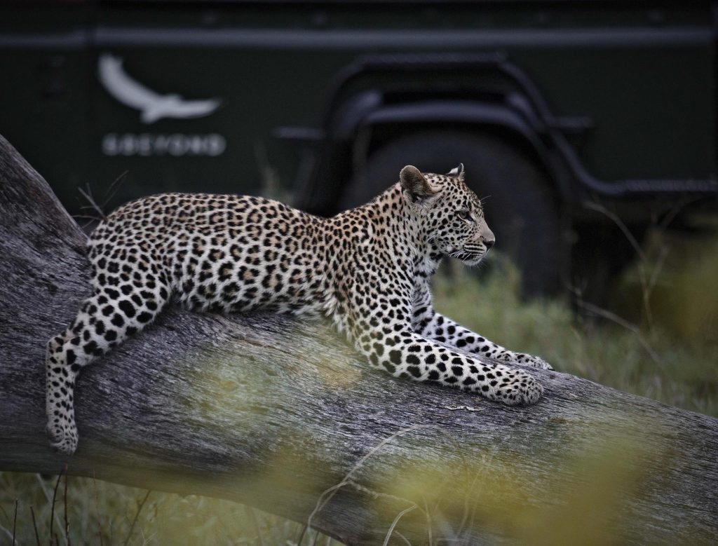 A leopard relaxing on a tree during a game drive.