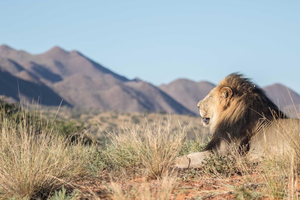 Tswalu Kalahari. The Motse Lodge, South Africa.