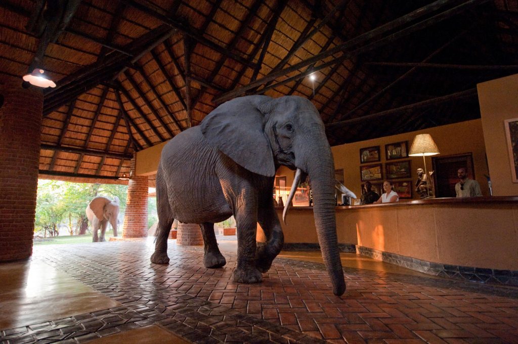 Elephants walking through reception at Mfuwe Lodge, Zambia