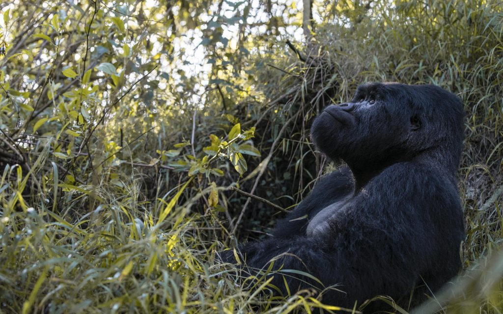 Volcano Safaris Mount Gahinga, Virunga National Park, Uganda