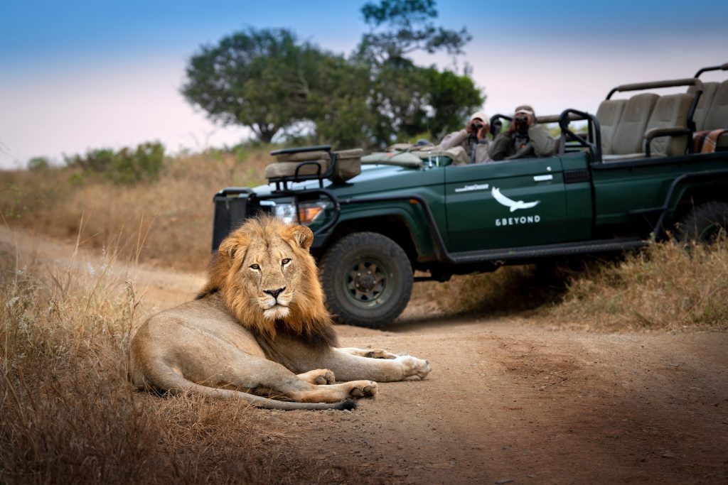 Lion at Phinda Private Game Reserve, South Africa.