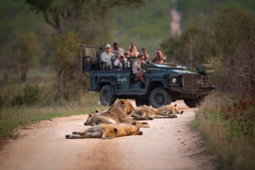 lions laying on the road sunbathing during a game drive
