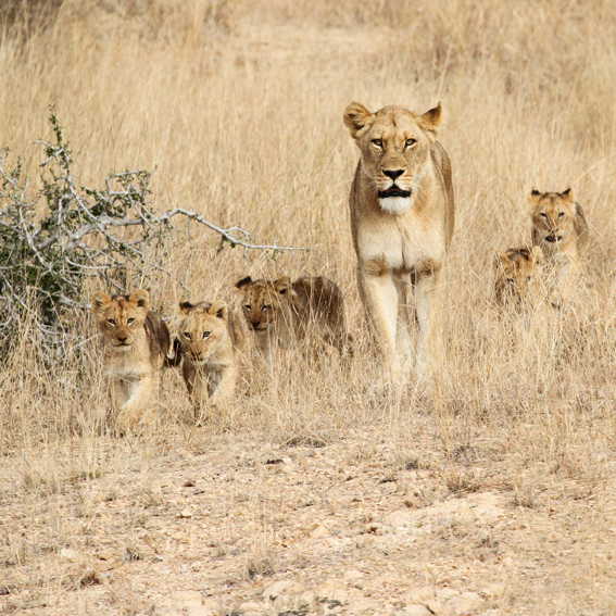 Ultimate Big Cat Safari 